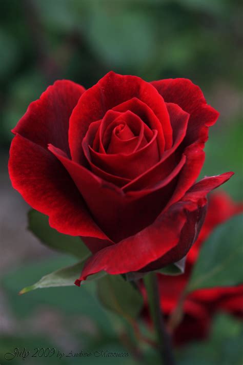 Pin On Red Rose