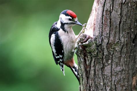 World Beautiful Birds The Woodpeckers Birds