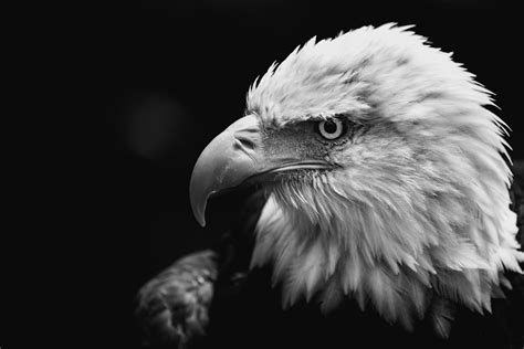 Grayscale Photo Of Eagle Photo Free Bird Image On Unsplash