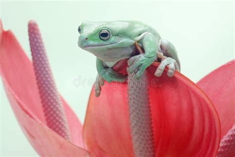 A Dumpy Tree Frog Resting On A Pink Anthurium Flower Stock Photo