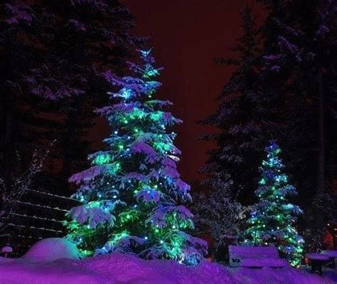 17 Best Images About Christmas Lights Snow Trees On Pinterest