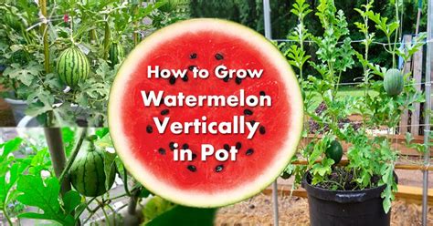 When should you plant watermelons? Growing Watermelon in Containers | How to Grow Watermelon ...