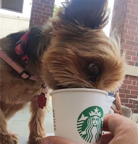 13 Dogs That Are As Obsessed With Coffee As We Are Which