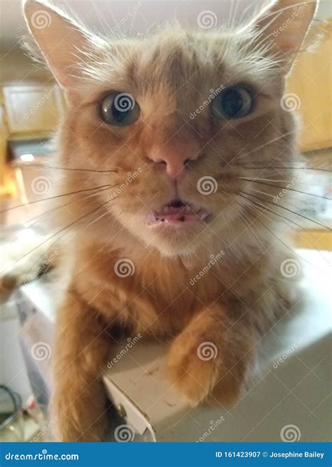 Big Eyed Kitty Stock Image Image Of Eyes Feline Stare 161423907
