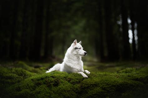 Focused White Eyes Nature Outdoors Dog Animals Mammals Trees
