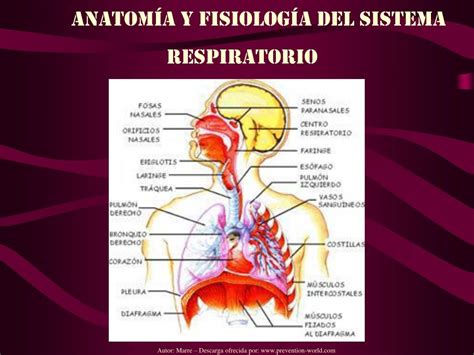 Anatomia Y Fisiologia Del Sistema Respiratorio Slide Set My XXX Hot Girl