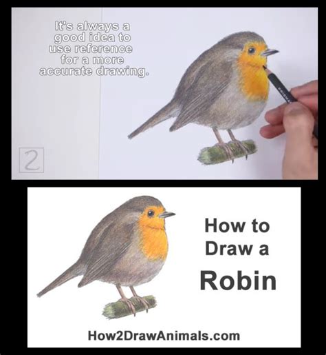 How To Draw A European Robin Bird With How2drawanimals Robin