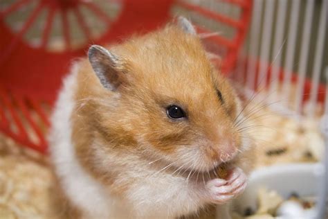 Caring For Your Pet Hamster Pets4homes