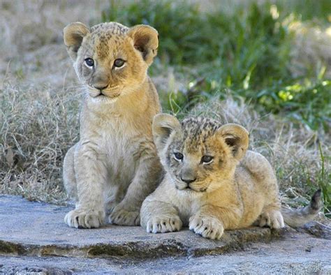 Cute Lion Cubs My Hd Animals