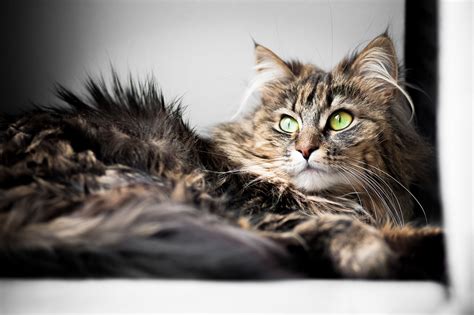 Maine Coon Norwegian Forest Cat Mix For Sale