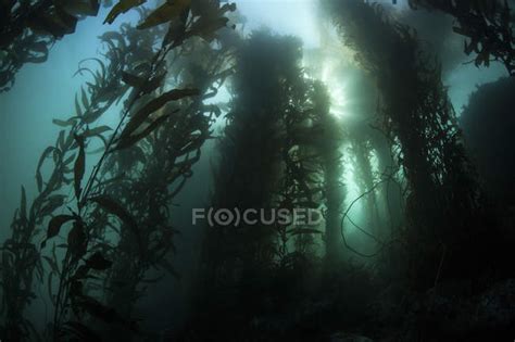 Giant Kelp Forest — Marine Biology Growing Stock Photo 174712806