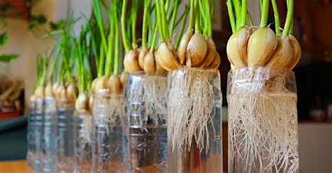 How To Grow Garlic Indoors Garden