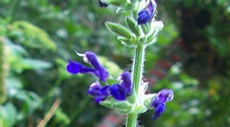 Salvia Blue Ribbon Urica Victorian Salvia Study Group