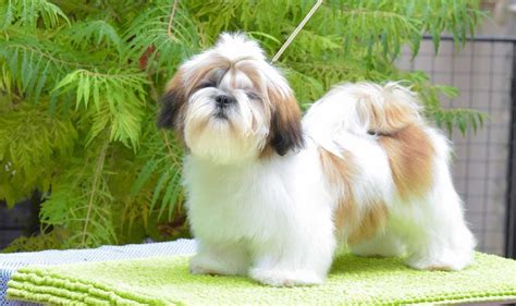 Shih Tzu Dog Breed Information And Facts Pictures Pets Feed