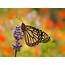 Habitat Is Critical For Struggling Monarch Butterflies  Conservation