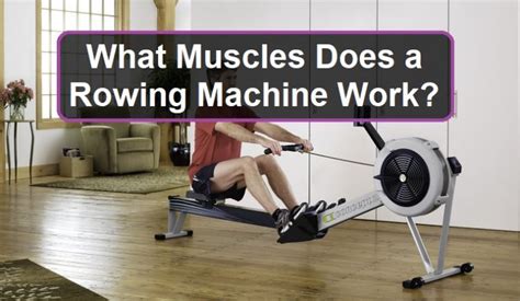 What Muscles Does A Rowing Machine Work Exercise Bike Advisor