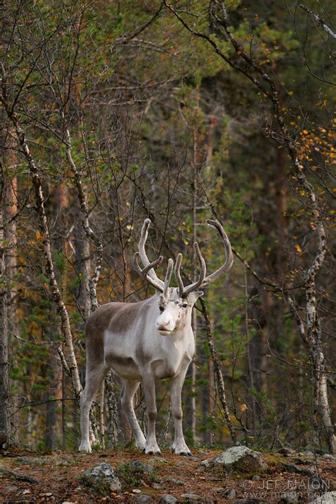 Image Reindeer In Forest Stock Photo By Jf Maion