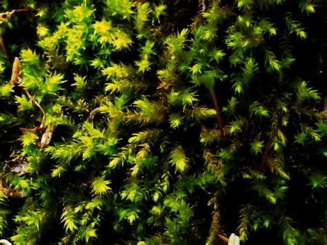 Premium Photo Sphagnum Moss On A Tree