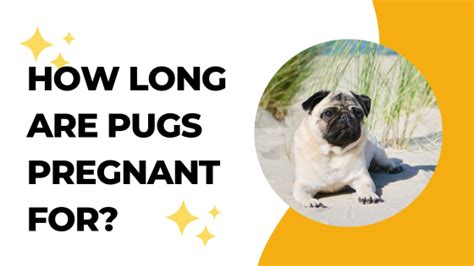 How Long Are Pugs Pregnant For Pug Pregnancy Journey Lucky Pug