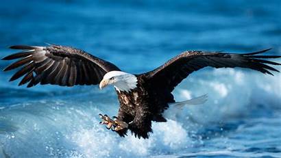 Eagle Wallpapers Eagles Sea Birds Desktop Attack