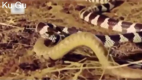 Anaconda Vs Rock Python Snake Battle Who Wins Youtube