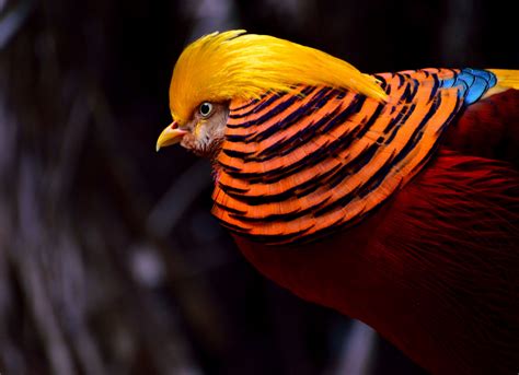 3840x2786 Bird Close Up Colorful Exotic Golden Pheasant Pheasant