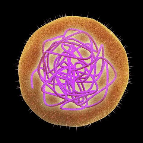 Rubella German Measles Virus Photograph By Alfred Pasieka