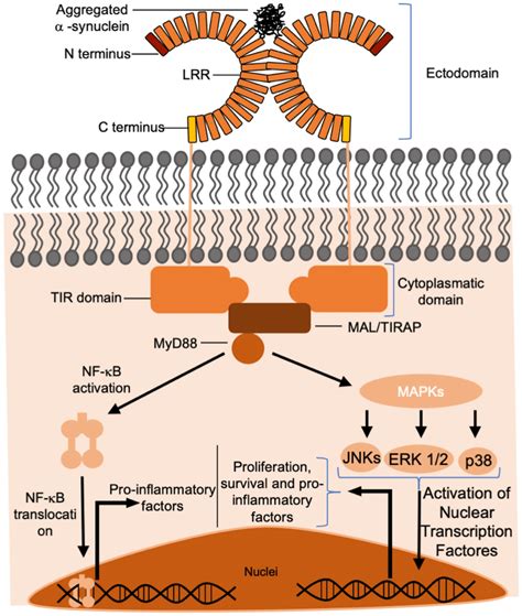 Structure Of The Toll Like Receptor And Signaling Pathway Responsible