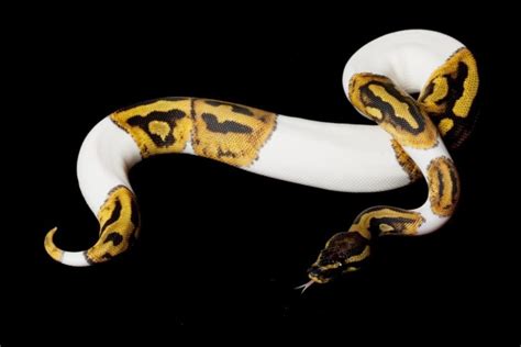 63 Stunning Ball Python Morphs Our Favorite Types 2023