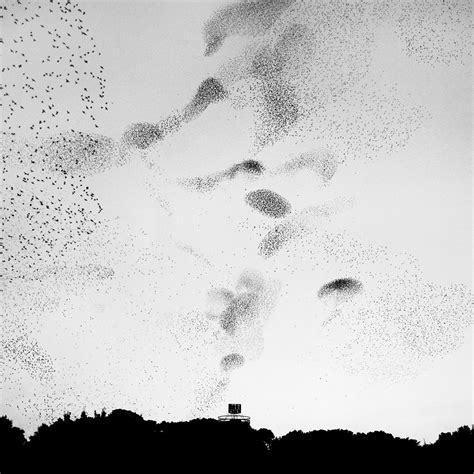 Slide Show Murmurs By Richard Barnes Starling Birds In The Sky