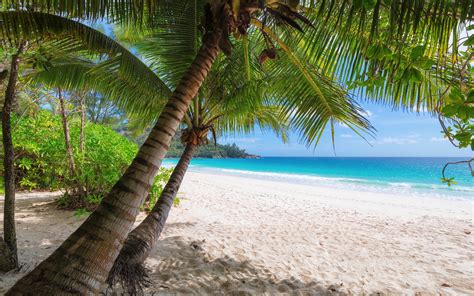 Download 3840x2400 Wallpaper Palm Trees Tropical Beach Summer 4 K