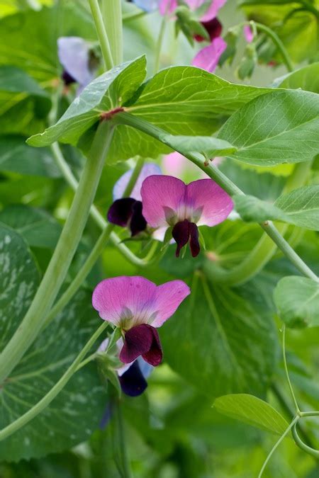 Purple Flowering Peas Chiots Run