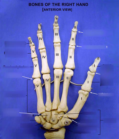 Carpals Diagram Quizlet