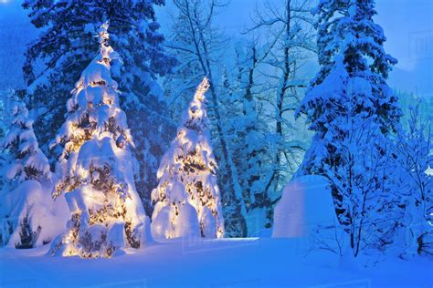 Two Christmas Trees In Snow Covered Spruce Forest At Twilight Winter