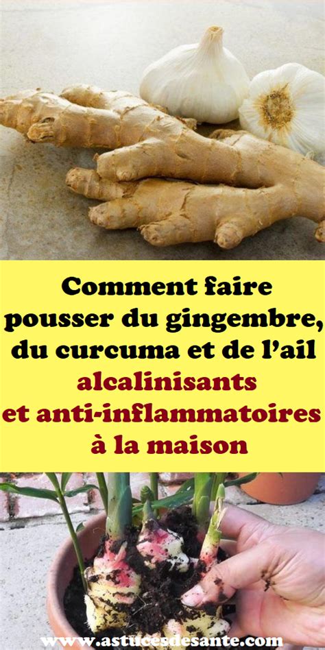 Comment Faire Pousser Du Gingembre Du Curcuma Et De Lail Alcalinisants Et Anti Inflammatoires