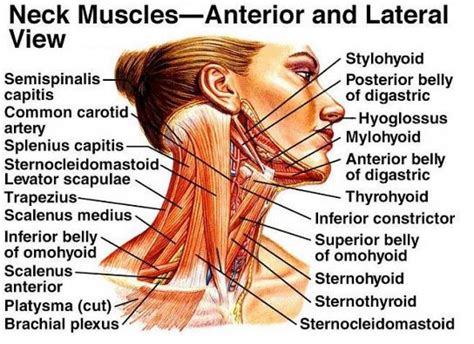 The shoulder muscles are responsible for maintaining the widest range of motiontrusted source of any joint in your body. muscle neck diagram blank labels - Google Search | Neck ...