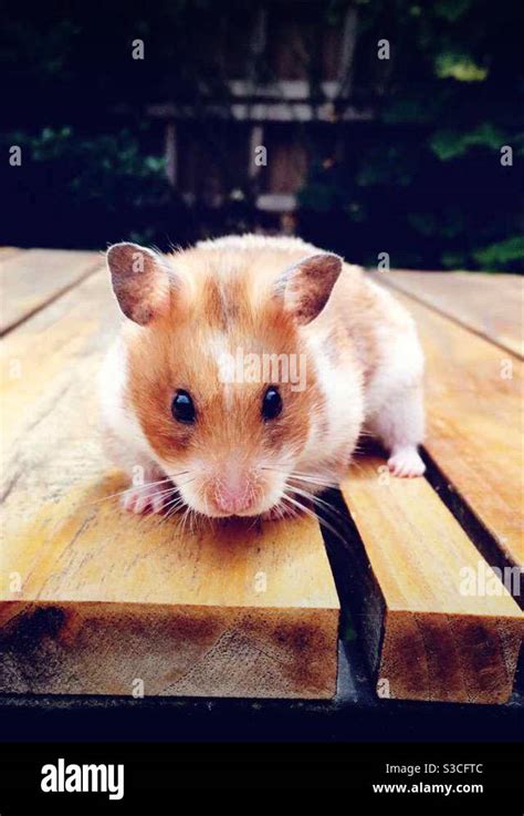Syrian Hamster Facing The Great Outdoors Stock Photo Alamy