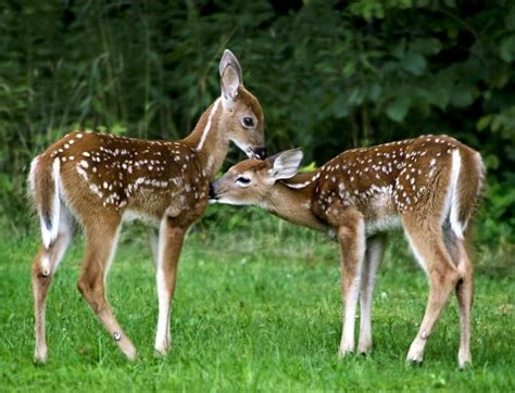 Pin By Lisa Cohen On Fawns Cute Animal Pictures Animals Beautiful
