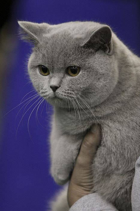 Grey British Shorthair Kitten British Shorthair