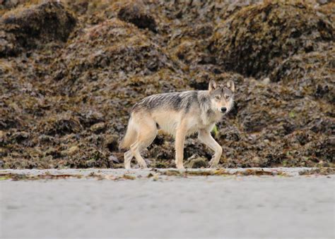 Coastal Wolf Wandering Past Our Camp West Coast Vancouver Island Wolf
