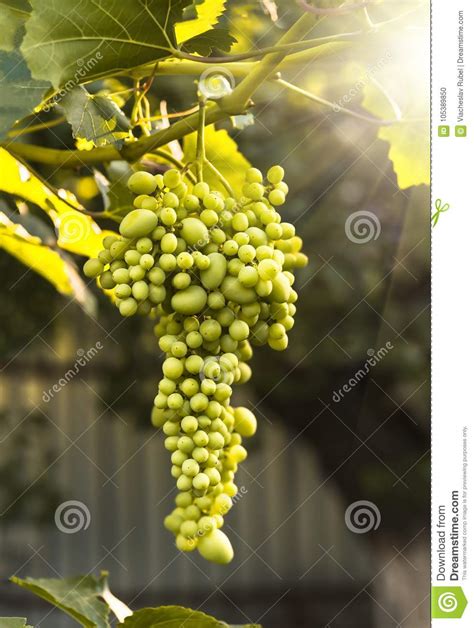 Large Ripening Bunch Of White Grape On The Vine Stock Photo Image Of