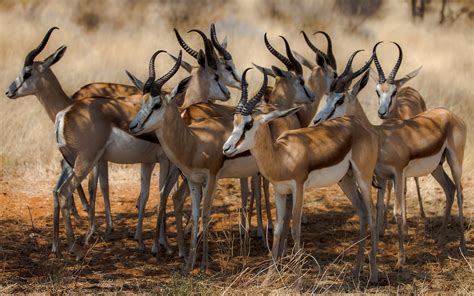 wallpaper nature wildlife africa impala antelope springbok gazelle safari herd fauna