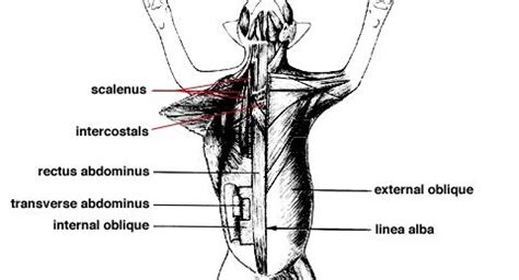 The latissimus dorsi (/ l ə ˈ t ɪ s ɪ m ə s ˈ d ɔːr s aɪ /) is a large, flat muscle on the back that stretches to the sides, behind the arm, and is partly covered by the trapezius on the back near the midline. Lizard muscle reference. A drawing of the back side of a ...