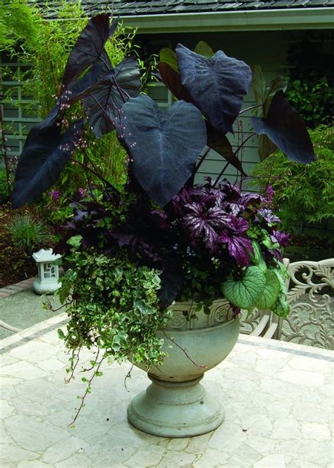 Container With Elephant Ears Taro Container Gardening