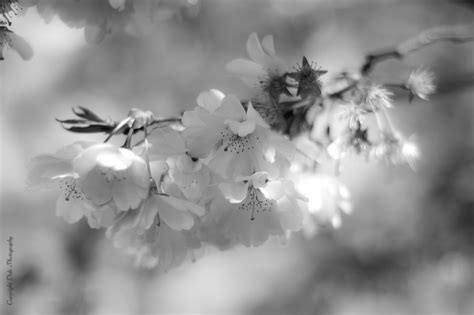 Gratuiti a scopo commerciale immagini di alta qualità Sfondi : bianca, fiorire, bianco e nero, fotografia in ...