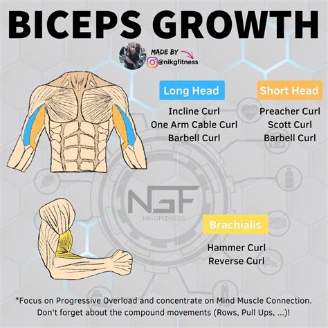 The Bicep Consists Of Two Main Heads The Short Head And The Long Head