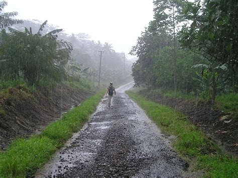 Hd Wallpaper Person Walking Between Trees During Rain Downpour Rainy