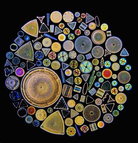 The Beautiful Microscopic World Of Diatoms Steemit Microscopic