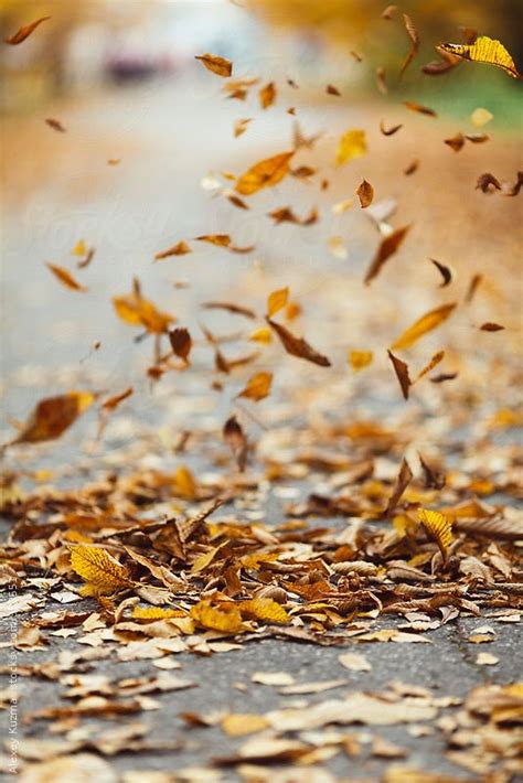 Autumn Leaves By Alexey Kuzma Leaf Photography Autumn Leaves Autumn