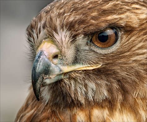 Face Detail Red Tailed Hawk Animals Beautiful Animals